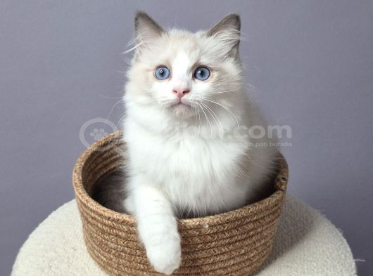 Full Şecereli̇ Safkan Seal Ve Blue Bicolor Ragdoll Yavrular