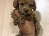Oyuncu Ve Sağlıklı Maltipoo Yavrular