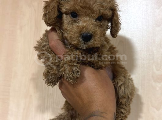 Oyuncu Ve Sağlıklı Maltipoo Yavrular