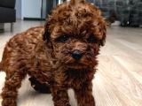 Poodle En Küçük Boy-Teacup Red