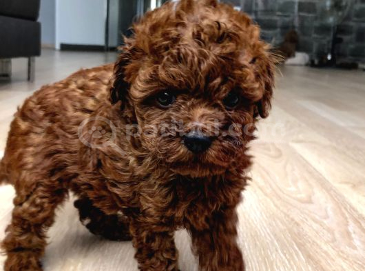 Poodle En Küçük Boy-Teacup Red
