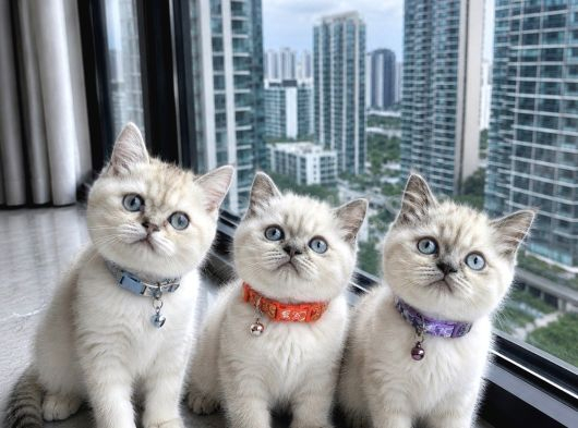 British Shorthair Bluepoint Ve Silverpoint
