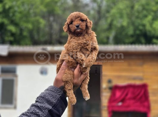 Neslinin En Özel Toy Poodle Yavruları görsel