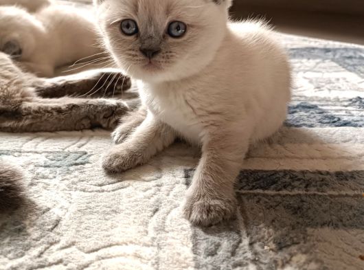 Sağlıklı Ve Oyuncu Bebek
