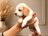 Beagle Yavrularımız Hazır