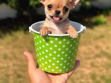 Vecihiden Garantili Minicik Çanta Köpeği Teacup Şivava Bebek