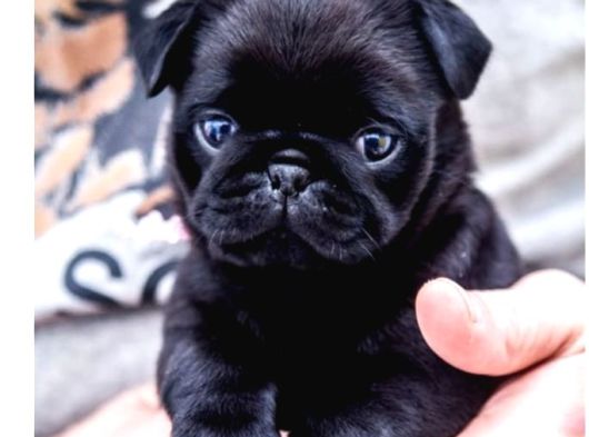 Yavru Erkek Pug görsel