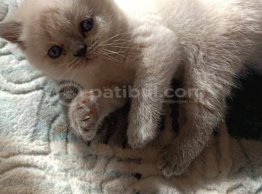 Sağlıklı Ve Oyuncu Bebek görsel