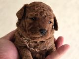 Neslinin En Özel Toy Poodle Yavruları