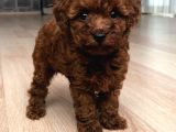 Poodle En Küçük Boy-Teacup Red