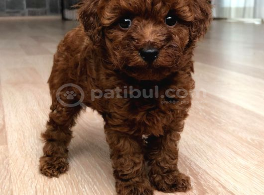 Poodle En Küçük Boy-Teacup Red görsel