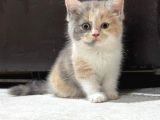 Harika Kostüm Tri̇color Bebek Di̇şi̇