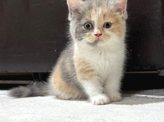 Harika Kostüm Tri̇color Bebek Di̇şi̇