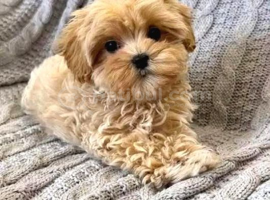 Malti̇poo Ci̇nsi̇ Yavrular Ev Üreti̇mi̇