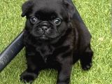 Yavru Erkek Pug