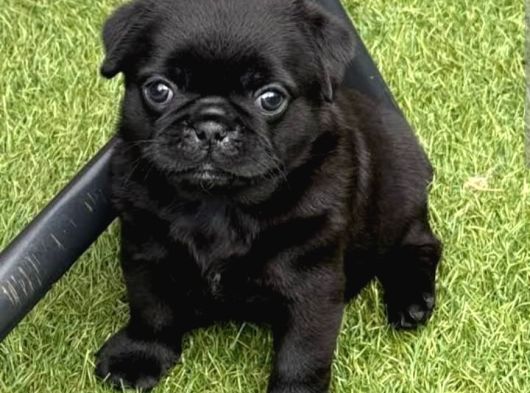 Yavru Erkek Pug