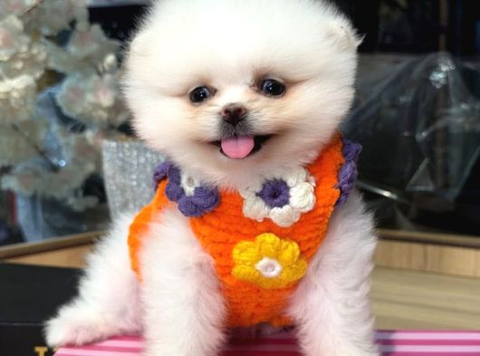 Pomerri̇an Boo Sevi̇mli̇ Yavrular