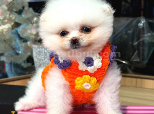 Pomerri̇an Boo Sevi̇mli̇ Yavrular görsel