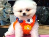 Pomerri̇an Boo Sevi̇mli̇ Yavrular