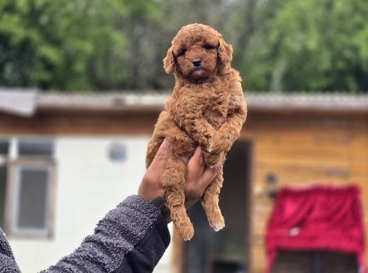 Neslinin En Özel Toy Poodle Yavruları görsel