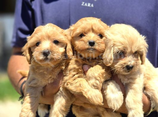Seçkin Maltipoo Bebekleri Yeni Ailelerini Bekliyor görsel