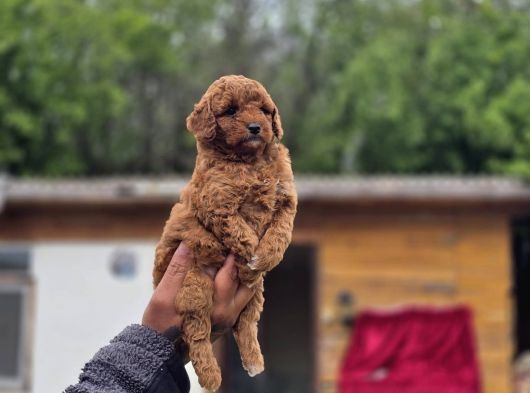 Neslinin En Özel Toy Poodle Yavruları