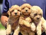 Seçkin Maltipoo Bebekleri Yeni Ailelerini Bekliyor