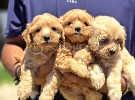 Seçkin Maltipoo Bebekleri Yeni Ailelerini Bekliyor görsel