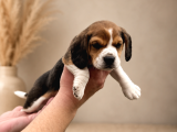 Beagle Yavrularımız Hazır