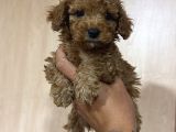 Poodle Değil Maltipoo