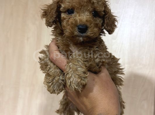 Poodle Değil Maltipoo