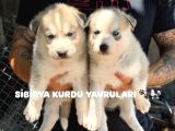 Safkan Si̇bi̇rya Kurdu Yavrulari  Kali̇te Ve Güven Bi̇r Arada