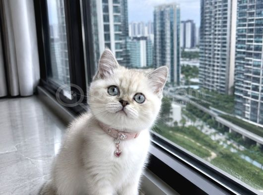 British Shorthair Bluepoint Ve Silverpoint görsel