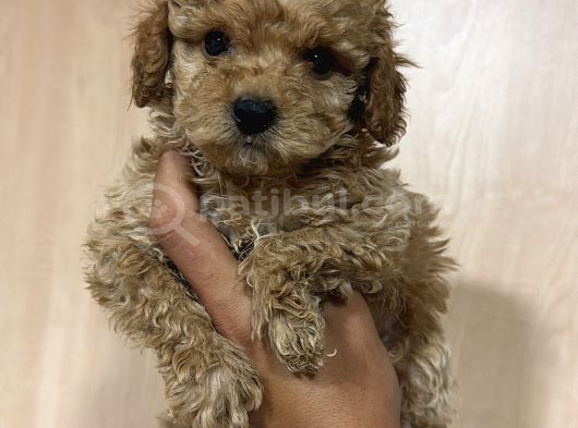 Kıpır Kıpır Maltipoo Bebekler