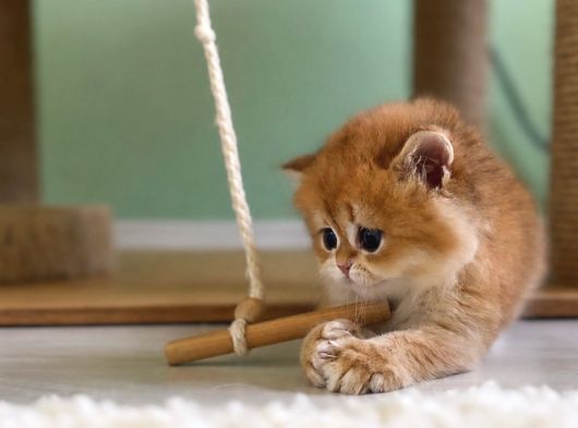 Safkan Golden British Shorthair Ny12 Double Coat görsel