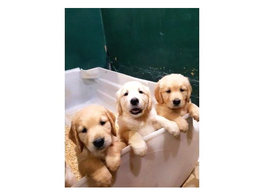 Safkan Bebek Yüz Golden Yavrular
