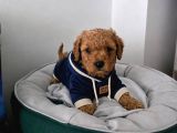 Ev Üretimi Irk Ve Sağlık Garantili Poodle Bebeklerim