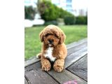 Mi̇ni̇ Labradoodle Özel Irk Bebekler