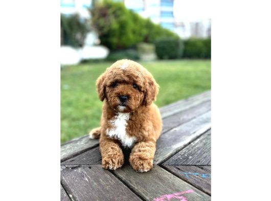 Mi̇ni̇ Labradoodle Özel Irk Bebekler