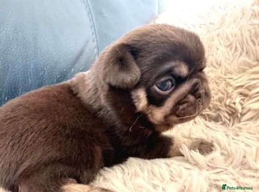 Egzoti̇k Nadi̇r Bulunan Pug Mops Bebekler görsel