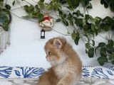 Safkan Golden British Shorthair Ny12 Double Coat
