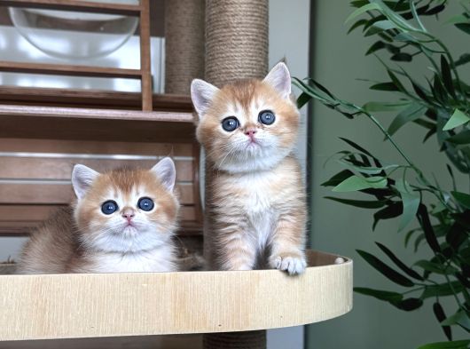 Safkan Golden British Shorthair Ny12 Double Coat görsel