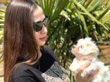 Mini Boy Maltese Terrier