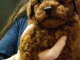 Ev Üretimi Irk Ve Sağlık Garantili Poodle Bebeklerim