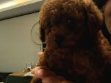 Ev Üretimi Irk Ve Sağlık Garantili Poodle Bebeklerim