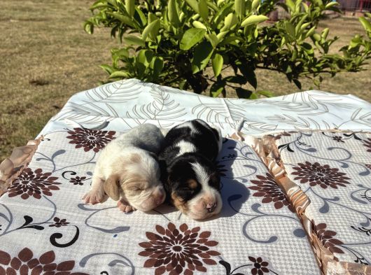En Tatli Beagle Bebekler görsel