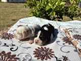 En Tatli Beagle Bebekler