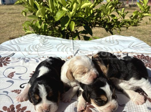 En Tatli Beagle Bebekler görsel
