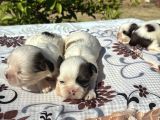 Ci̇nsi̇ni̇n En Güzeli̇ Shi̇htzu