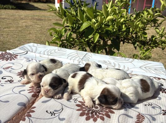 Ci̇nsi̇ni̇n En Güzeli̇ Shi̇htzu görsel